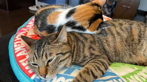 保護 子猫 じゃれ合い 股 逃げる