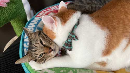 保護 子猫 じゃれ合い 股 逃げる