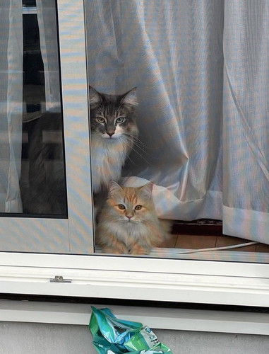 レイくんとエマちゃん