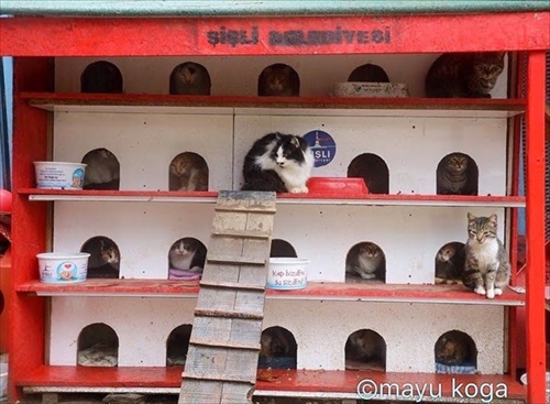 トルコの野良犬・猫事情