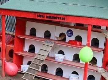 トルコの野良犬・猫事情