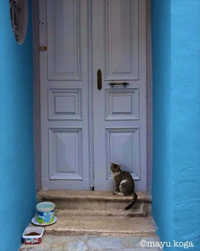 トルコの野良犬・猫事情