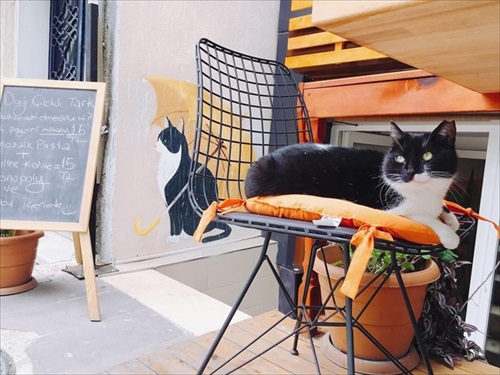 トルコの野良犬・猫事情