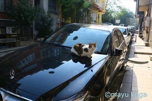 トルコの野良犬・猫事情