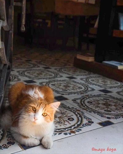 トルコの野良犬・猫事情