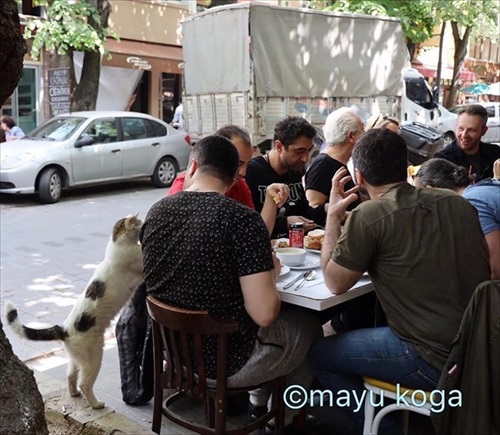 トルコの野良犬・猫事情