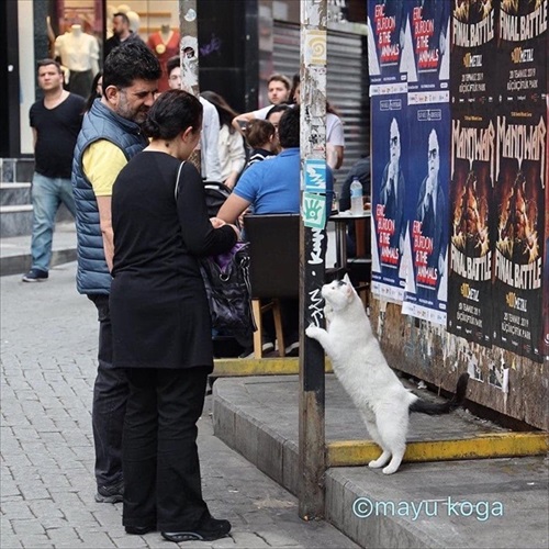 トルコの野良犬・猫事情