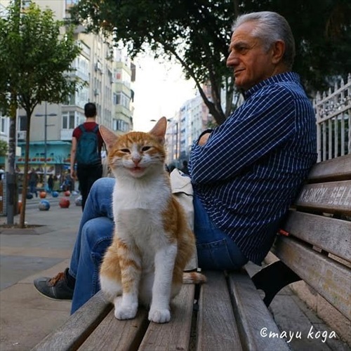 トルコの野良犬・猫事情