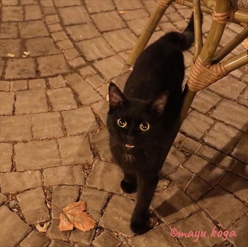 トルコの野良犬・猫事情