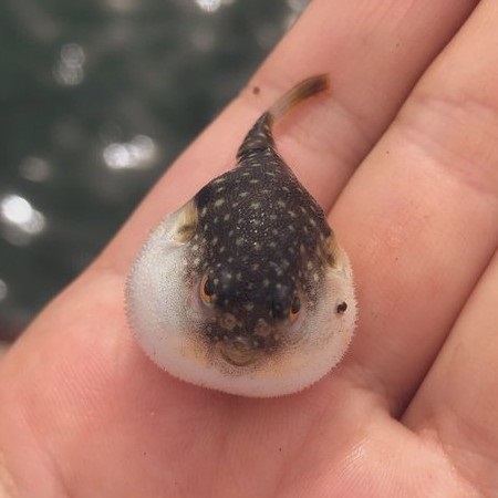 お怒り顔のフグ釣った