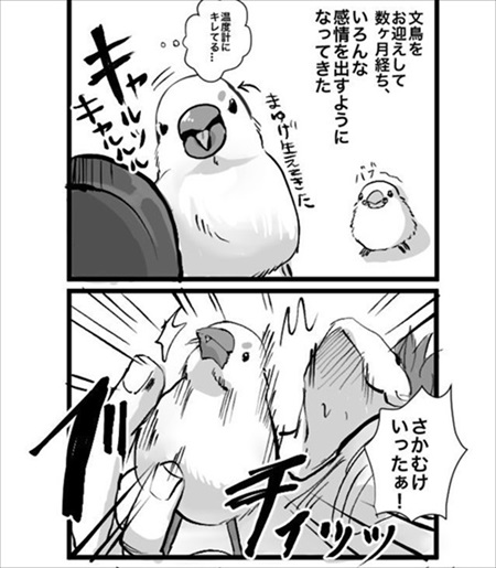 お怒り顔のフグ釣った