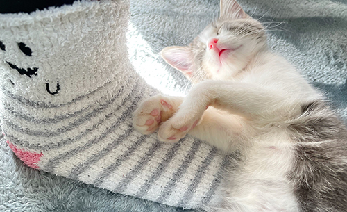 顔を上に向けて眠る猫ちゃん