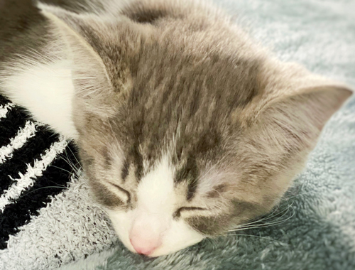 眠る猫ちゃんトリミング