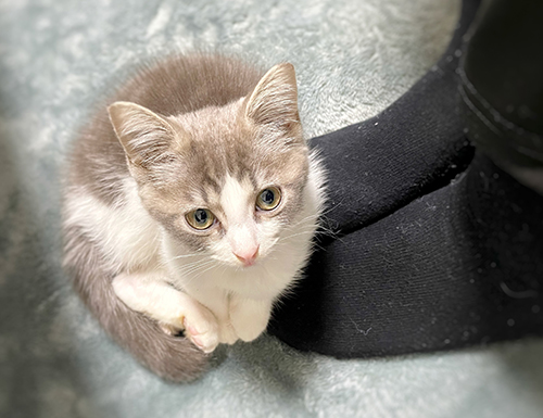 見上げる猫ちゃん