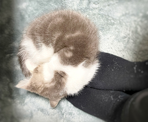 アンモニャイト