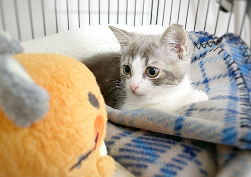 デデンネさんと猫ちゃん