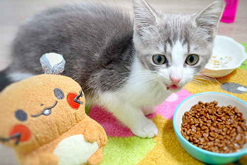 お弁当ついてる