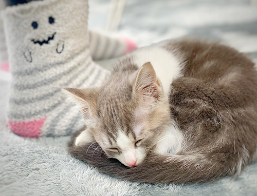 丸まって眠る猫ちゃん