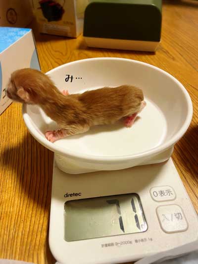 子猫ビフォーアフター