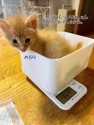 保護 子猫 70グラム 未熟児 成長 回復