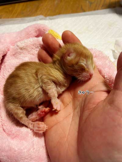 保護 子猫 70グラム 未熟児 成長 回復