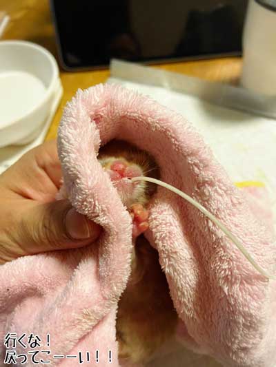 保護 子猫 70グラム 未熟児 成長 回復