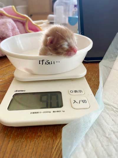 保護 子猫 70グラム 未熟児 成長 回復