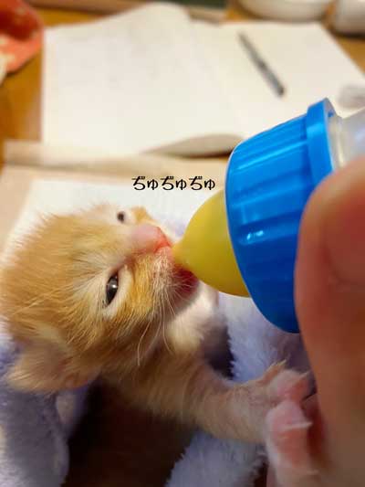 保護 子猫 70グラム 未熟児 成長 回復