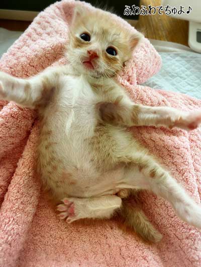 保護 子猫 70グラム 未熟児 成長 回復