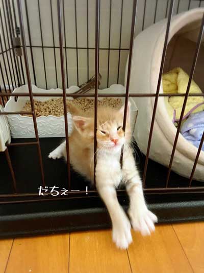 保護 子猫 70グラム 未熟児 成長 回復