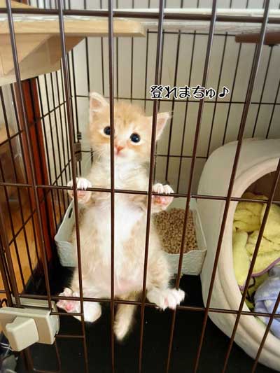 保護 子猫 70グラム 未熟児 成長 回復