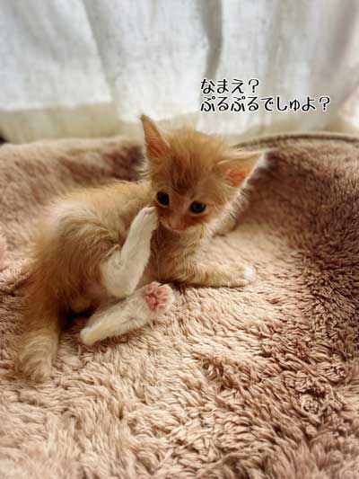 保護 子猫 70グラム 未熟児 成長 回復