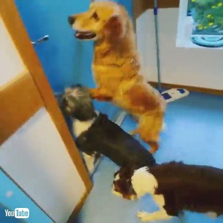 「Dogs Pumped for Pool Time || ViralHog」