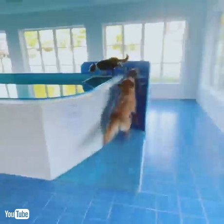 「Dogs Pumped for Pool Time || ViralHog」