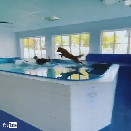 「Dogs Pumped for Pool Time || ViralHog」