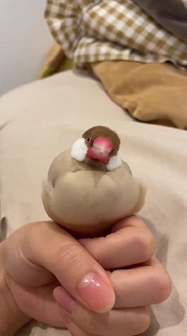 眠る文鳥