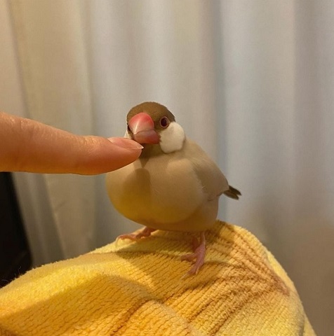 眠る文鳥