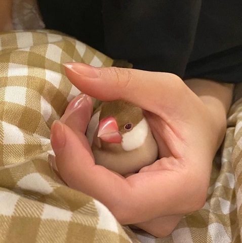 眠る文鳥