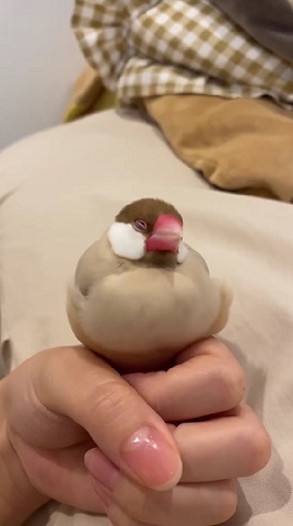 眠る文鳥