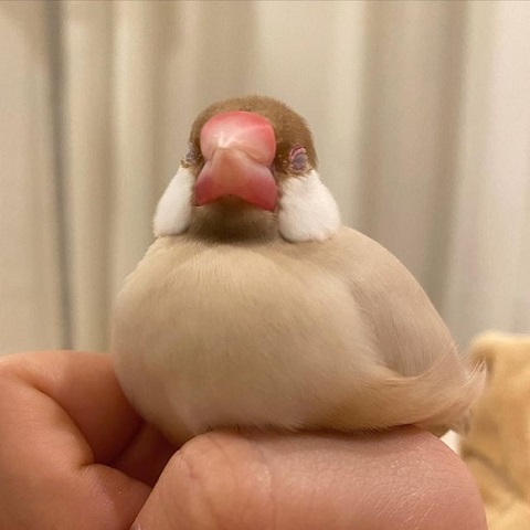 眠る文鳥