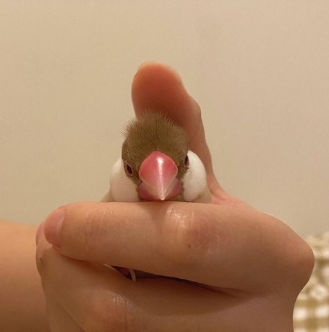 眠る文鳥