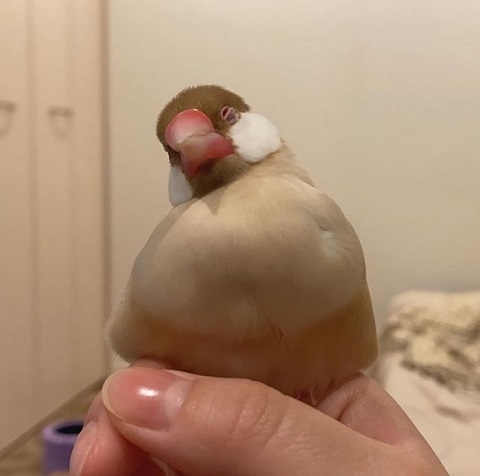 眠る文鳥