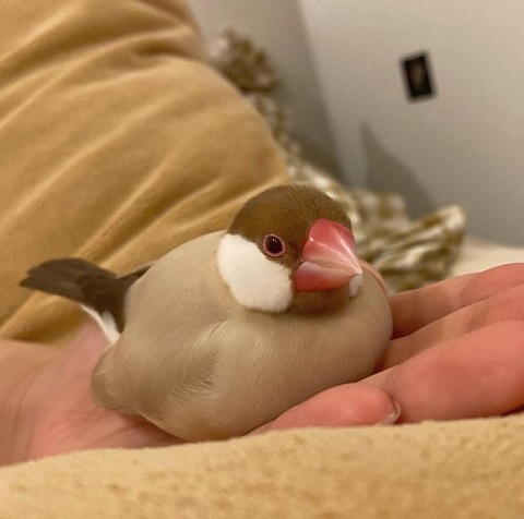 眠る文鳥
