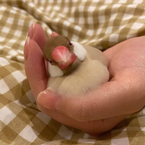 眠る文鳥