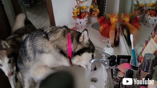 アラスカンマラミュート