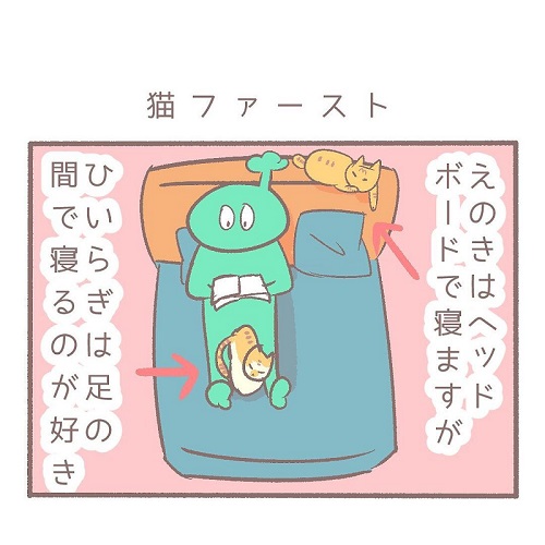 布団に入らない猫
