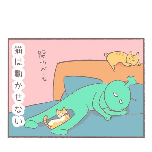 布団に入らない猫
