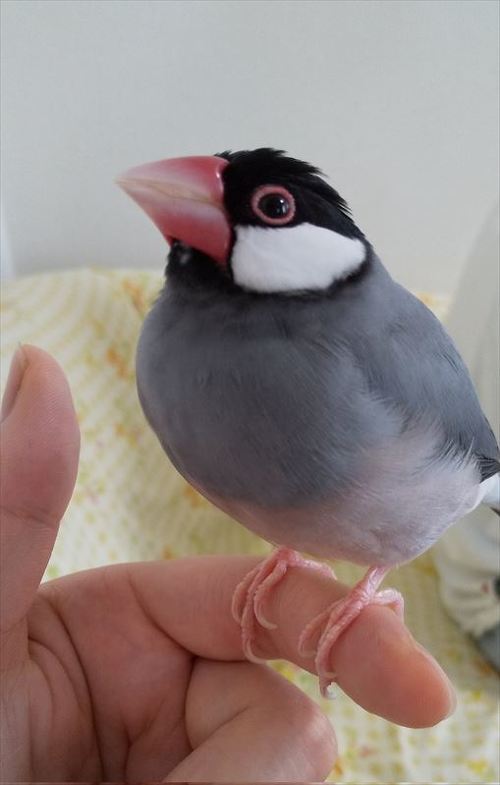 文鳥