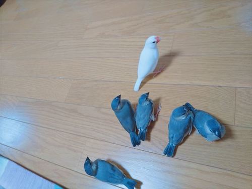 文鳥