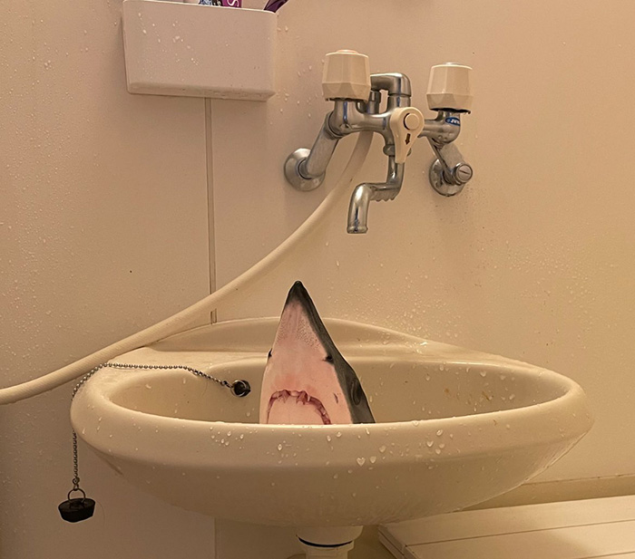 サメの生首を洗面所に置いたらまるでB級パニック映画　標本作りの過程で生まれた光景がすごい